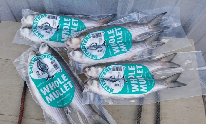 Frozen Mullet 2PK (In Store Pick Up Only NO SHIPPING) - Dogfish Tackle & Marine