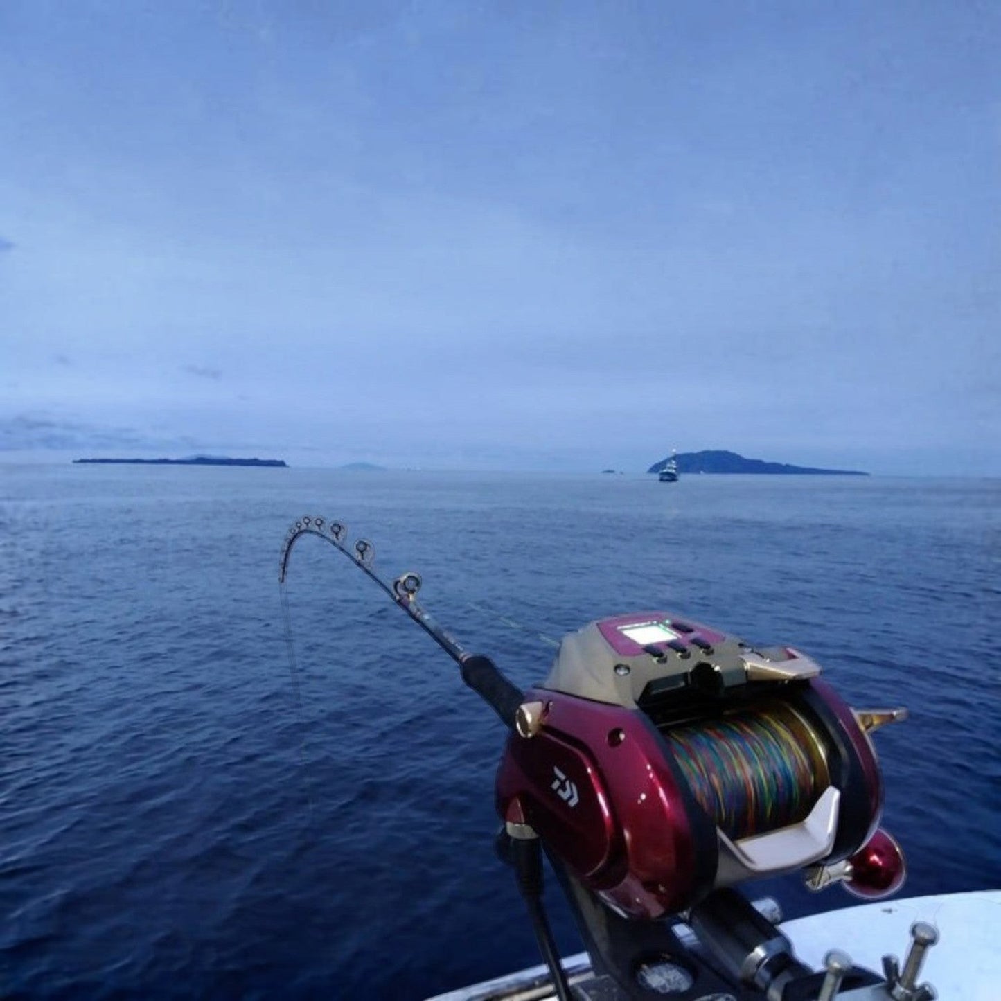 Daiwa 2024 Seaborg 800MJ Electric Reel - Dogfish Tackle & Marine