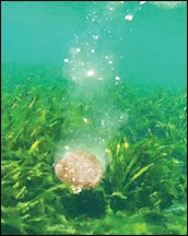 Aquatic Nutrition - Chum Drop - 5lb - Dogfish Tackle & Marine