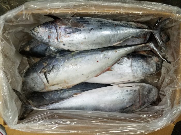 Frozen Bonita 3 - 5LB (In Store Pick Up Only NO SHIPPING) - Dogfish Tackle & Marine