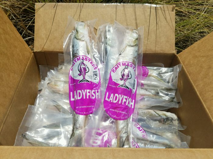Frozen Single Ladyfish (In Store Pick Up Only NO SHIPPING) - Dogfish Tackle & Marine