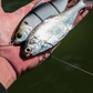 6th Sense Trace 3.75in Multi Jointed Swimbaits - Dogfish Tackle & Marine