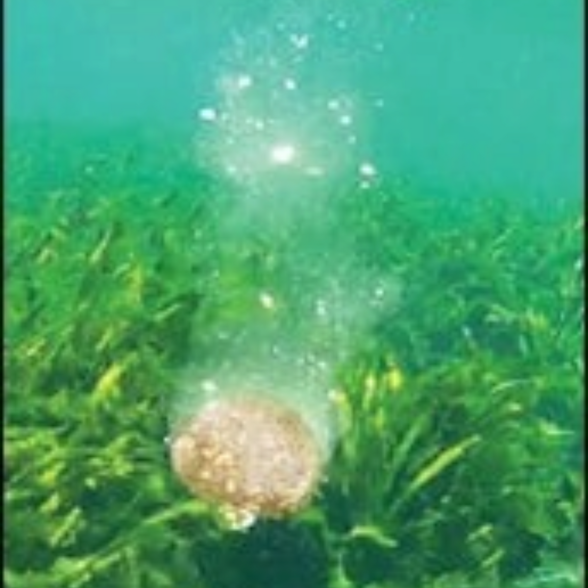 Aquatic Nutrition - Chum Drop - 5lb - Dogfish Tackle & Marine