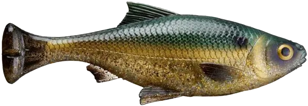 Savage Gear 7Inch Pulse Tail Shiner