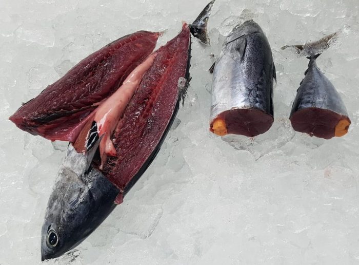 Frozen Bonita 3 - 5LB (In Store Pick Up Only NO SHIPPING) - Dogfish Tackle & Marine