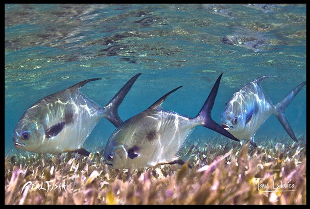 Realfish Indoor/Outdoor Floor Mats