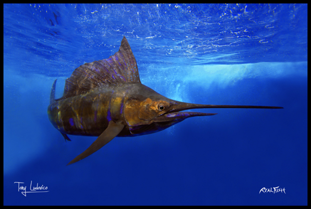 Realfish Indoor/Outdoor Floor Mats