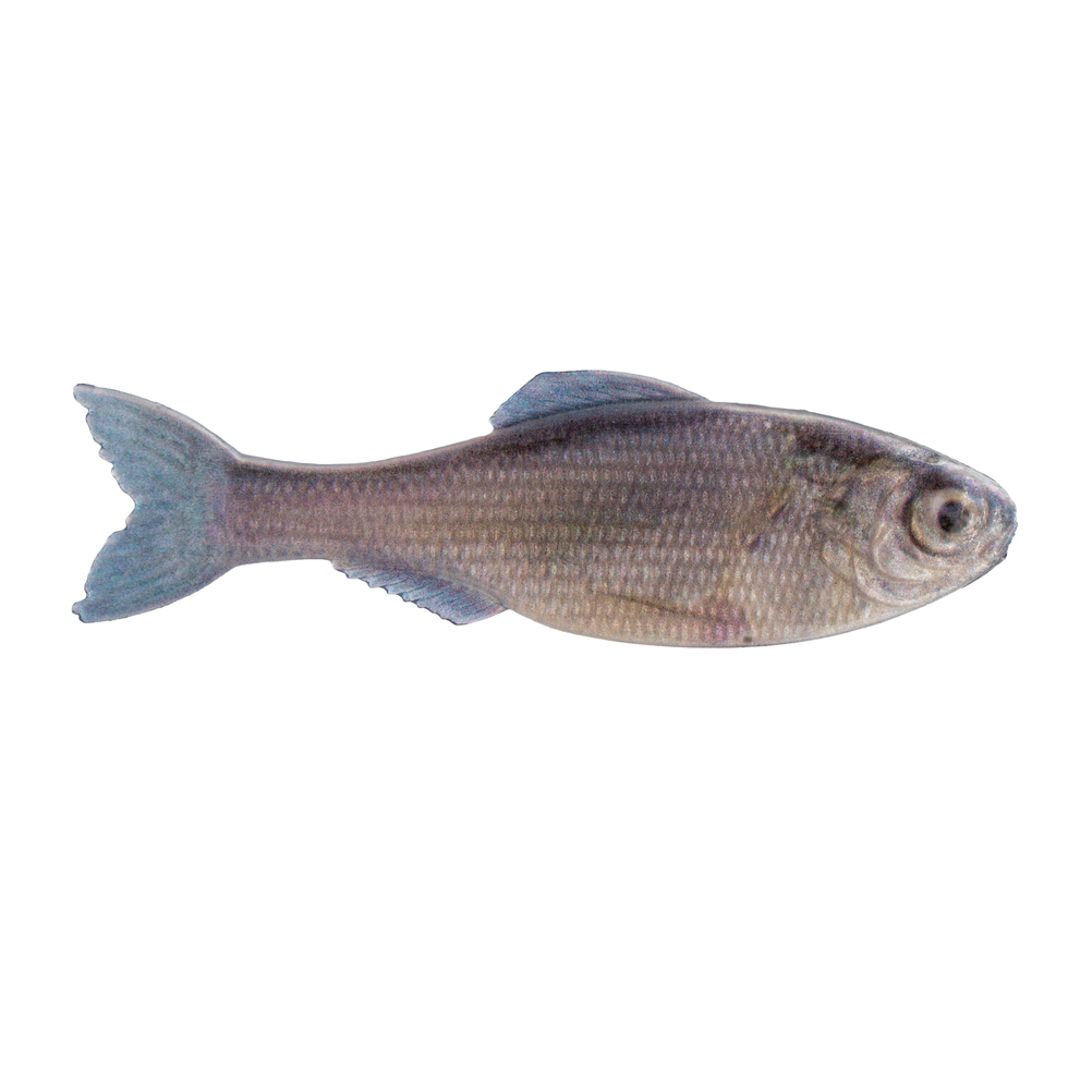 6th Sense Panorama Swimbait Unrigged Series - Dogfish Tackle & Marine