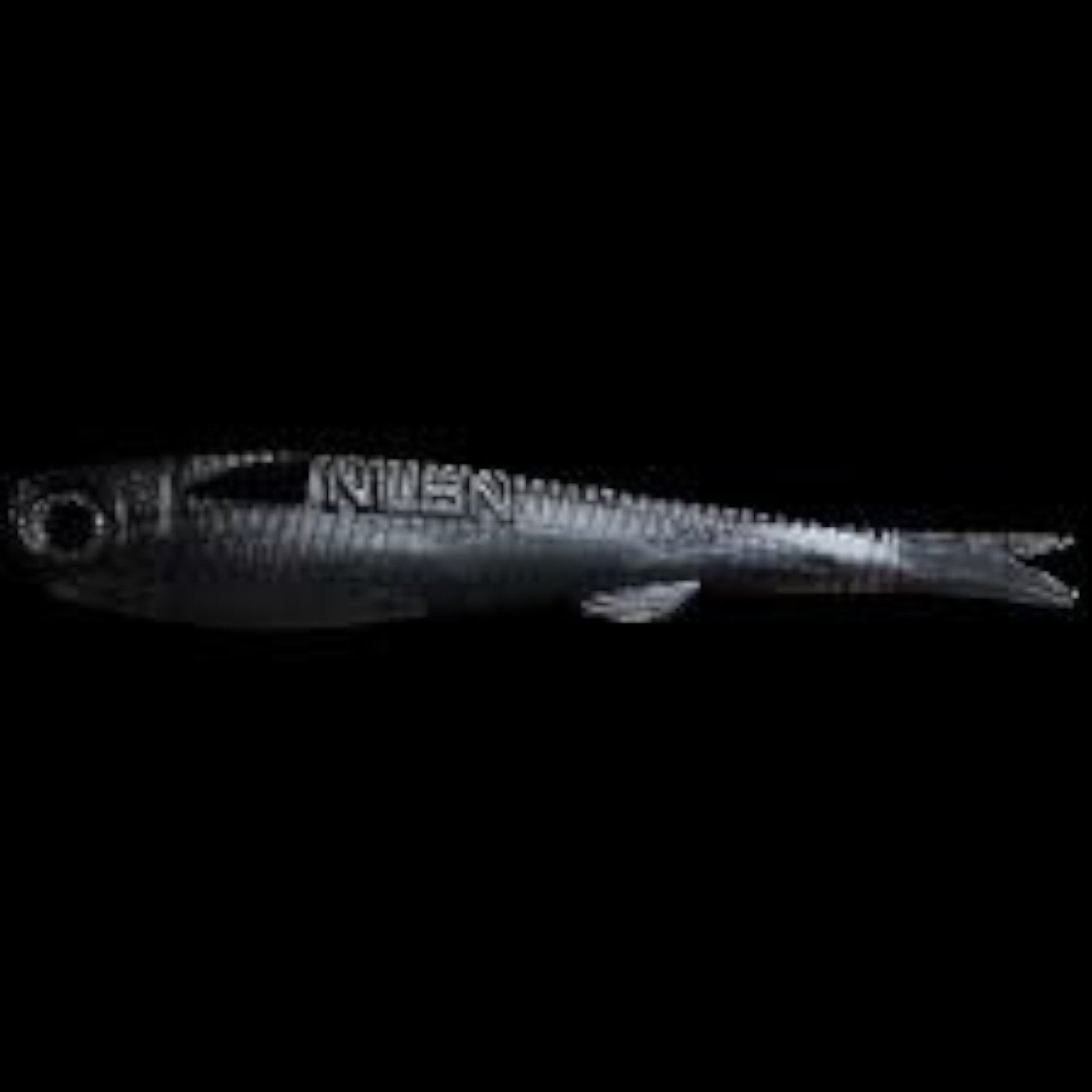NLBN 7in Big Mullet - Dogfish Tackle & Marine