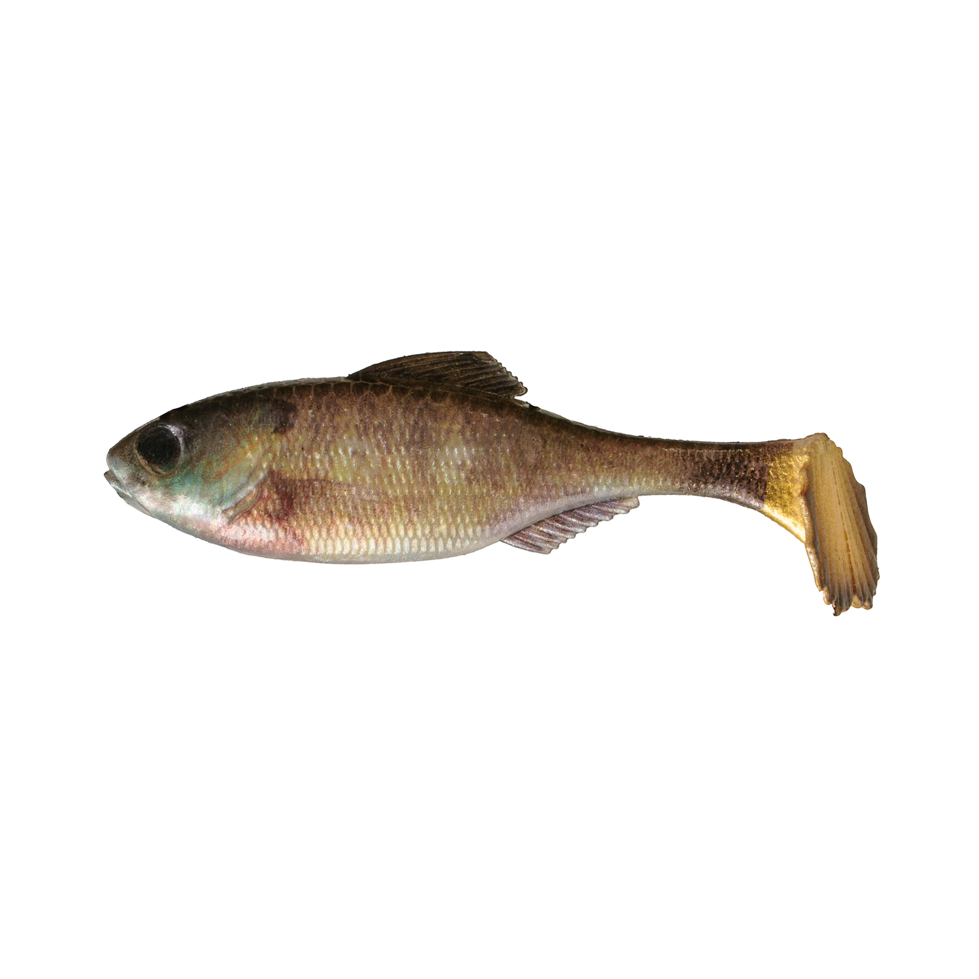 Dogfish Tackle & Marine 6th Sense Panorama soft plastic swimbait with realistic baitfish detail and paddle tail.