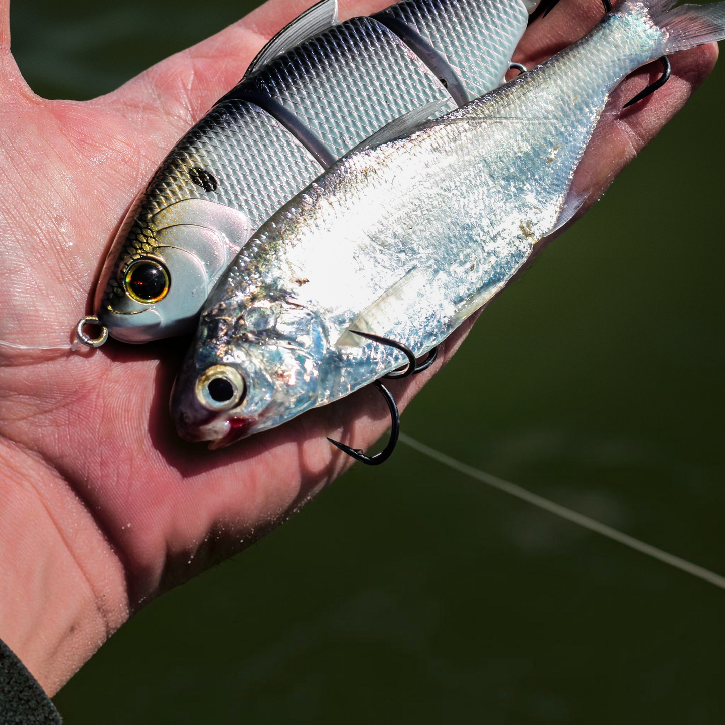 Dogfish Tackle & Marine 6th Sense Trace 5in multi-jointed swimbait held in hand next to a live baitfish.