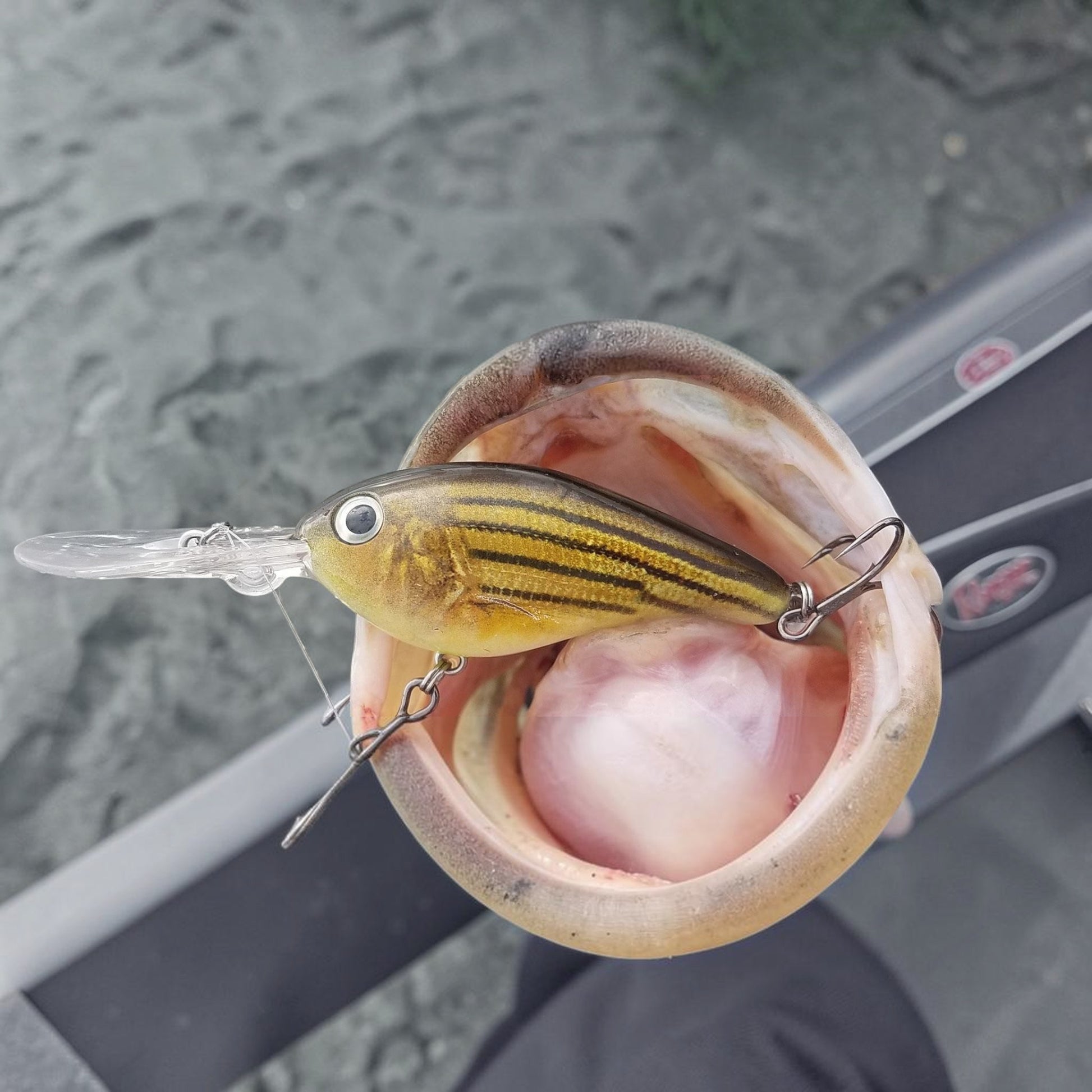 Dogfish Tackle & Marine Seaguar Blue Label fluorocarbon leader attached to a striped crankbait lure in a fish mouth