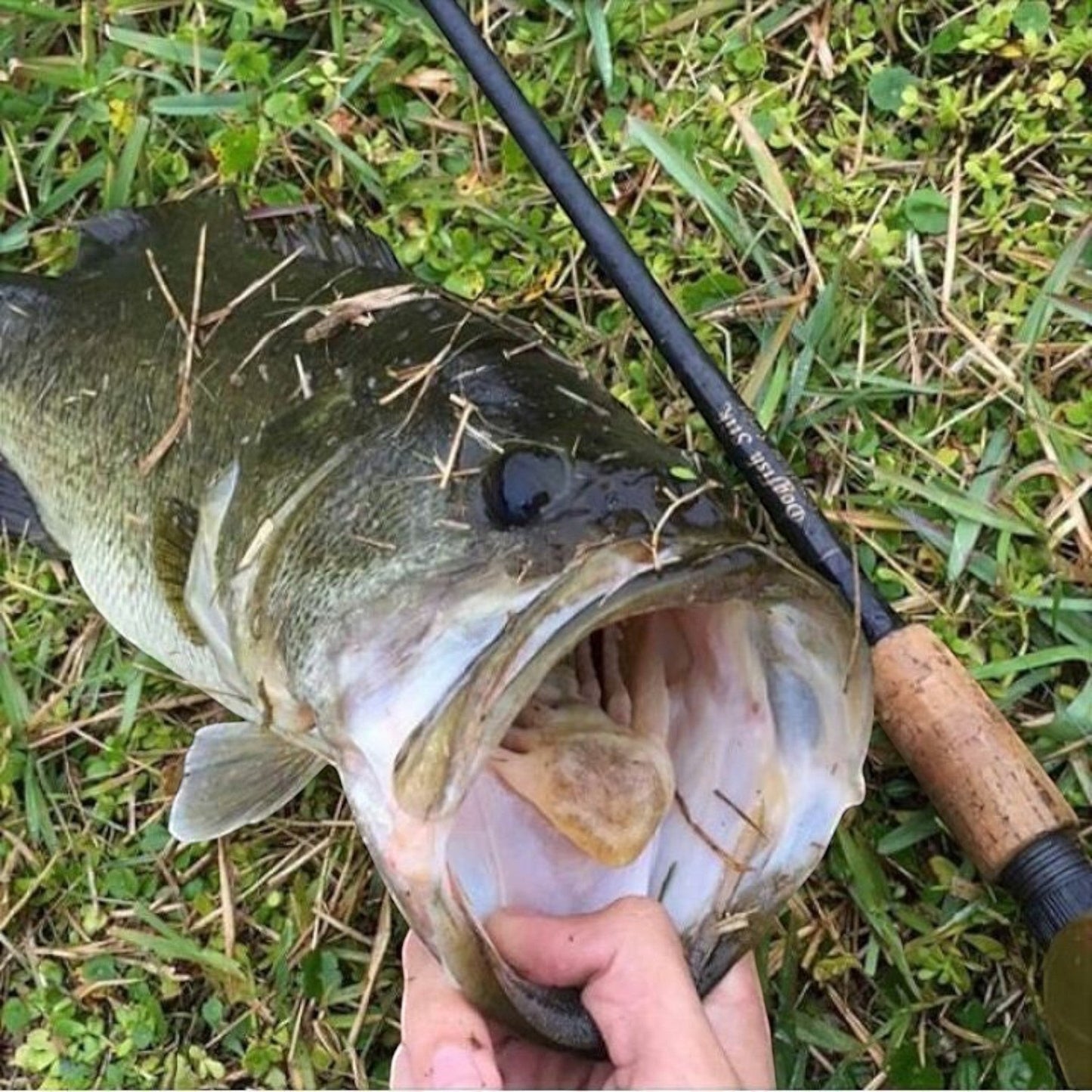 Dogfish Stik Signature Series graphite fishing rod with cork handle next to a large bass on grass.
