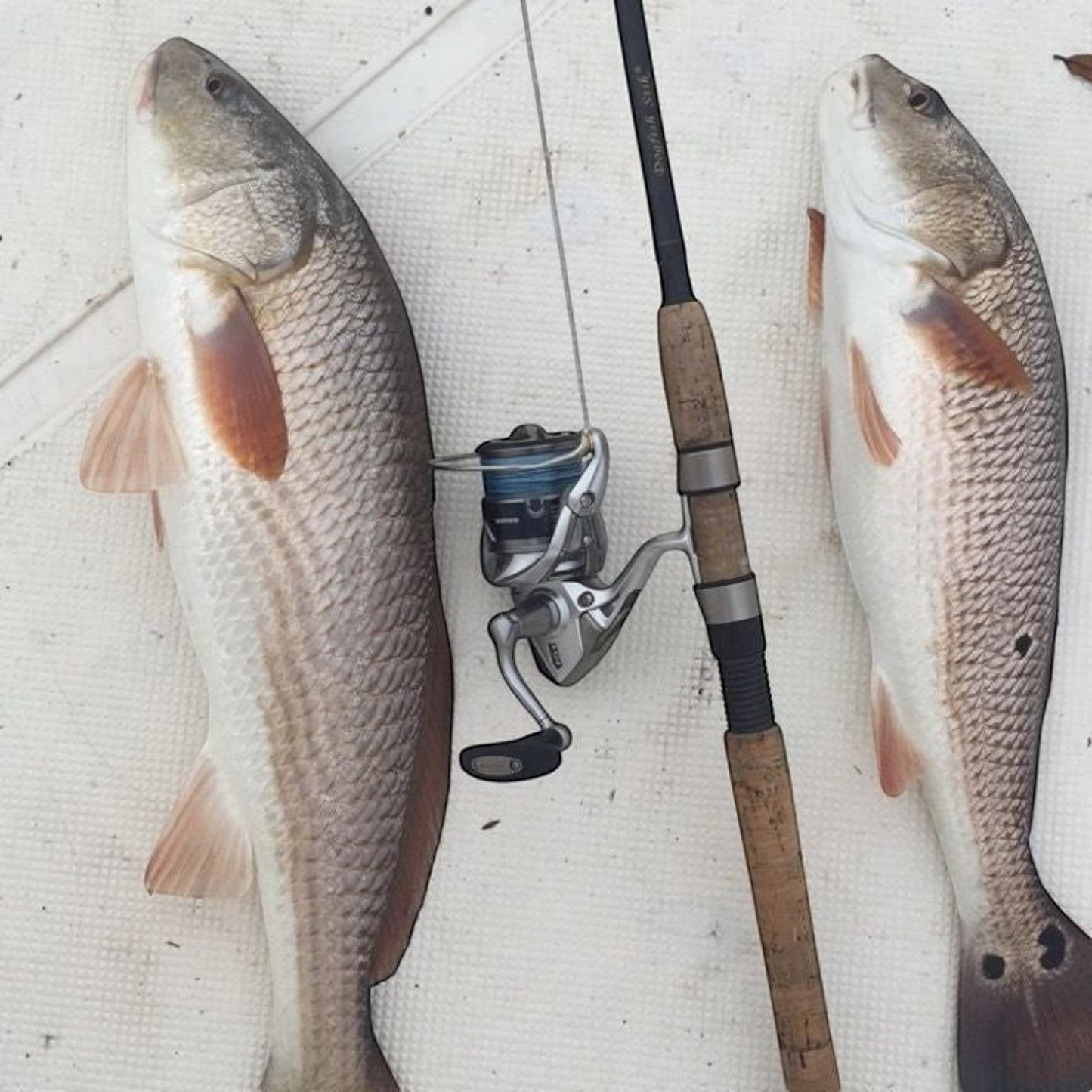 Dogfish Stik Signature Series graphite spinning rod with cork handle and silver reel, next to two redfish.