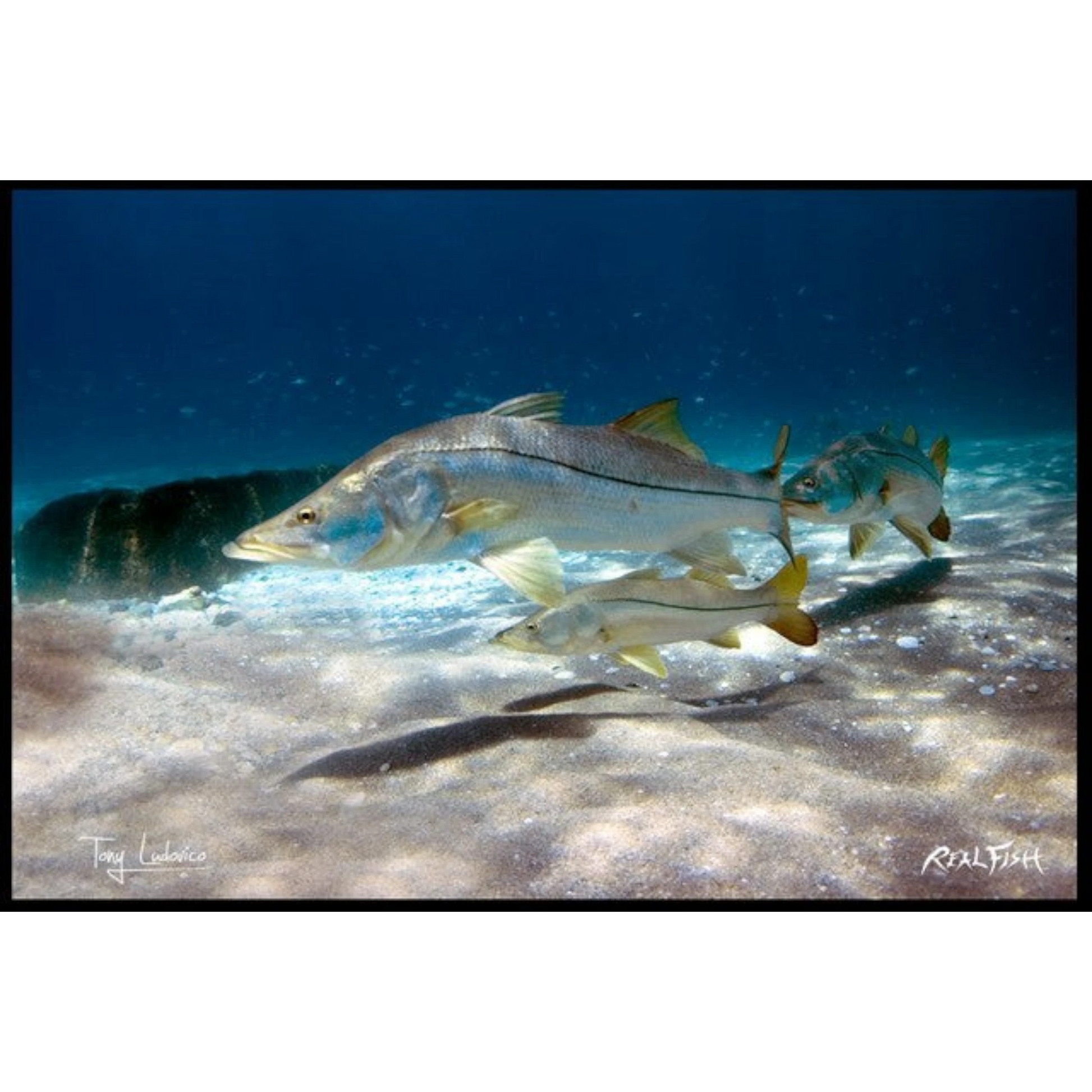 Dogfish Tackle & Marine Realfish floor mat featuring Gyotaku fish artwork of snook swimming over a sandy seabed.
