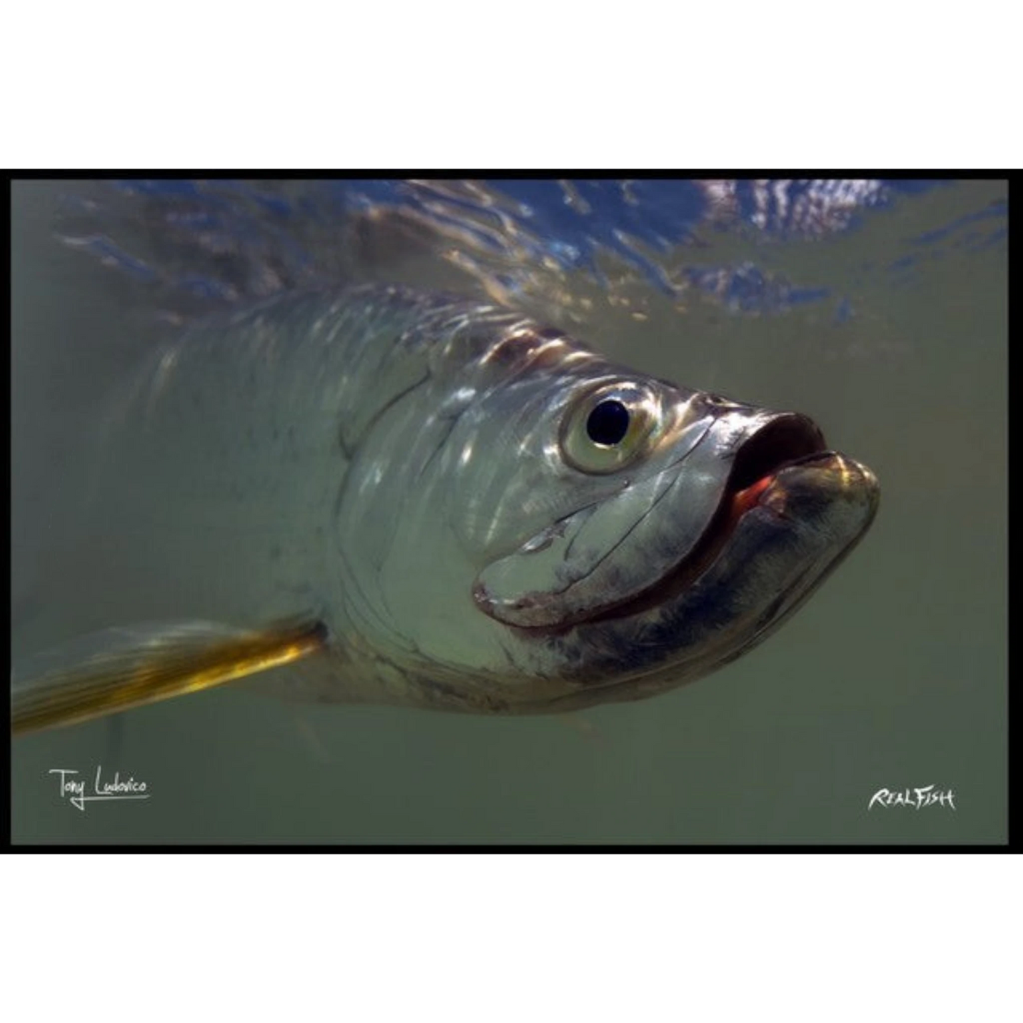 Dogfish Tackle & Marine Realfish floor mat featuring detailed Gyotaku fish artwork of a silver tarpon underwater.