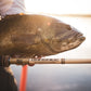 Bull Bay Banshee Spinning Rods
