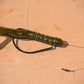 Trokar Magworm TK120 - Dogfish Tackle & Marine